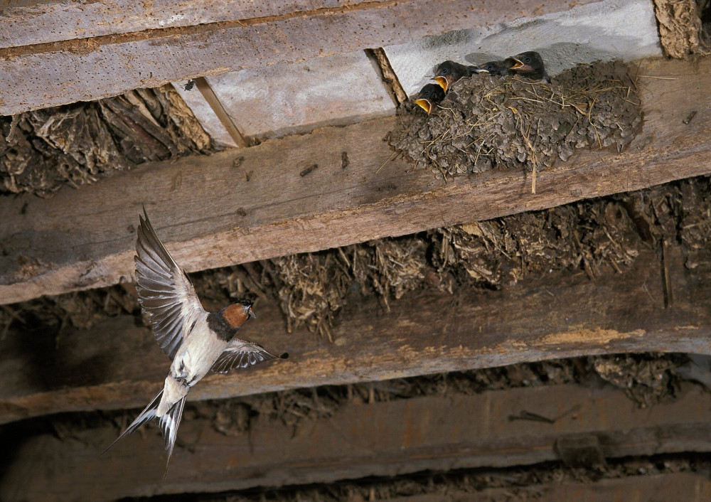 BARN SWALLOW hirundo rustica, ADULT BRINGING FOOD TO CHICKS IN NEST