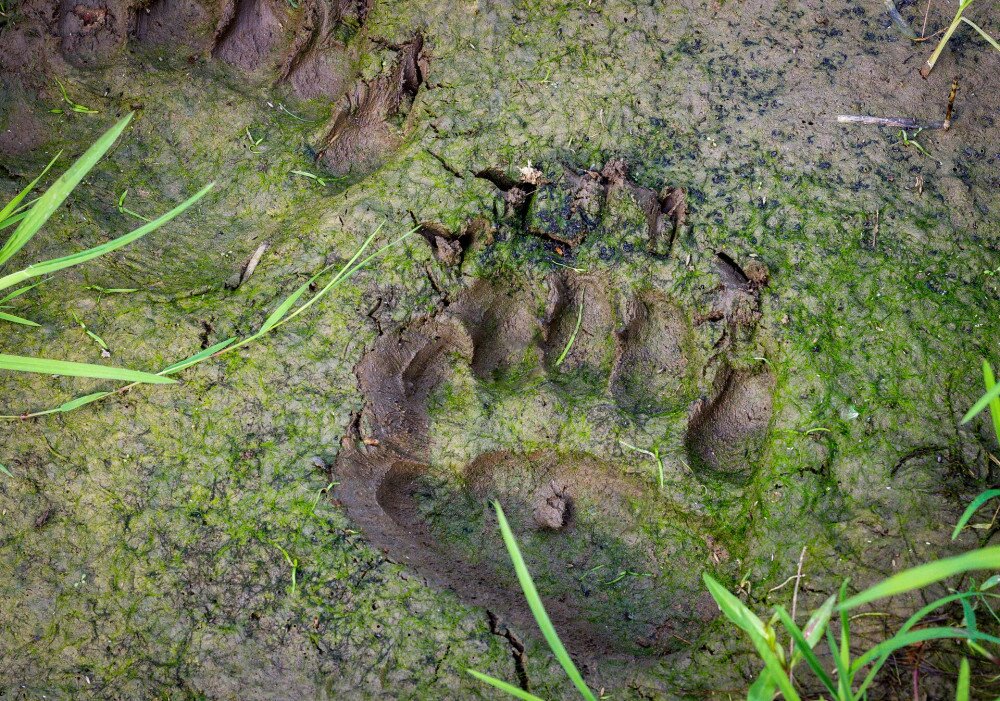 Bear tracks