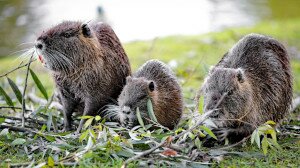 Bevásárlóközpont mellett él egy nutriacsalád Tatán – Videó