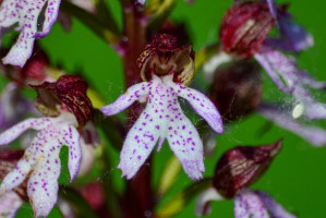 Bíbor szőrpamacsokkal csábít ez a látványos orchideafaj