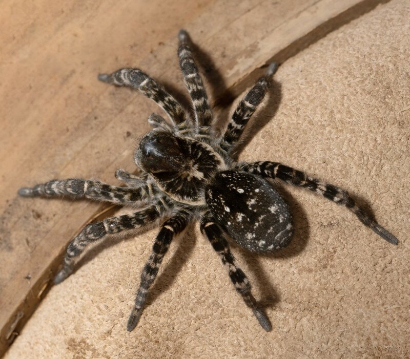 biggest european spider Geolycosa vultuosa, Hortobagy National Park, Hungary puszta, Europe wildlife, UNESCO World Heritage Site