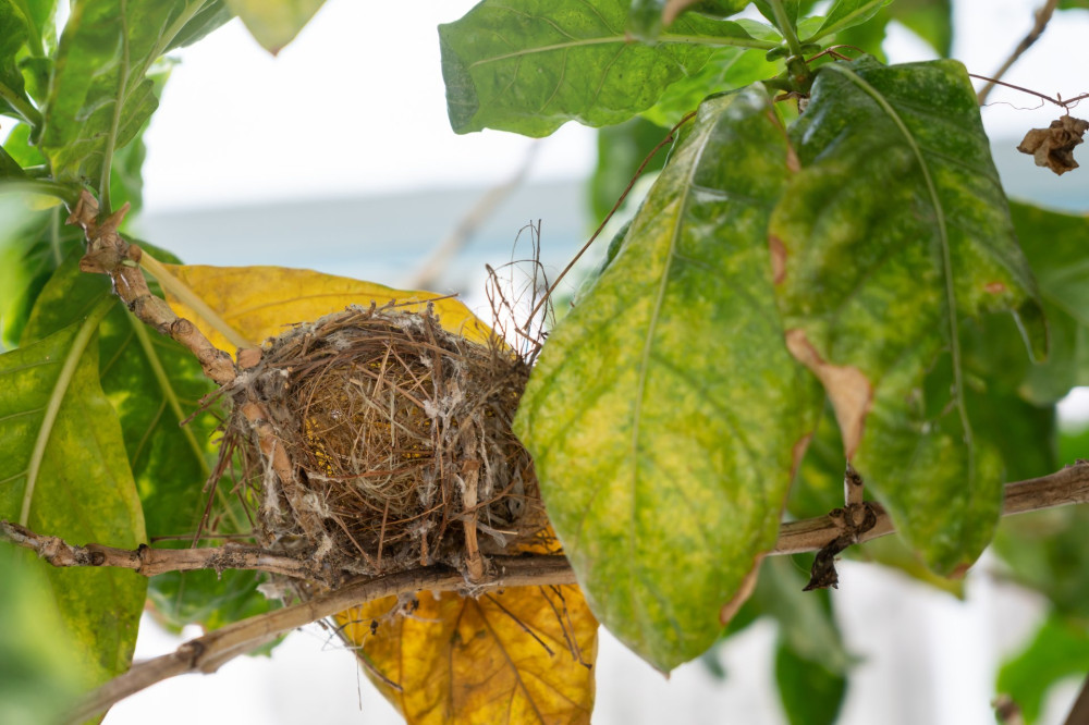 Bird nest that the young birds grow and leave the nest