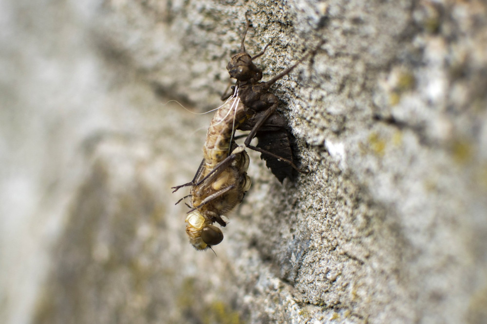 Birth of a dragonfly (Odonata). Dragonfly (insect) transformation. Imago stage.