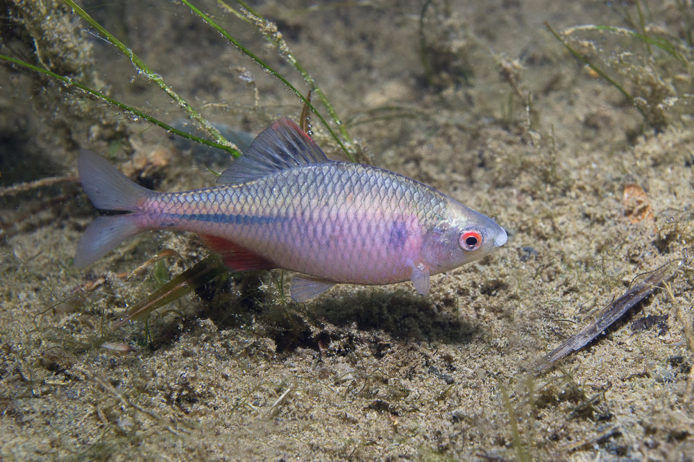 Bitterling in the beautifull pound. Frashwater fish rhodeus amarus with mussel. Underwater photography of little rare fish.