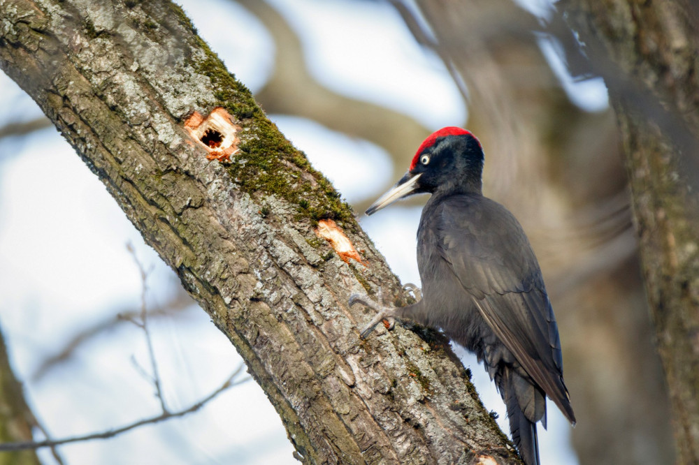 Black Woodpecker (Dryocopus martius). ............. Russia,  Moscow.