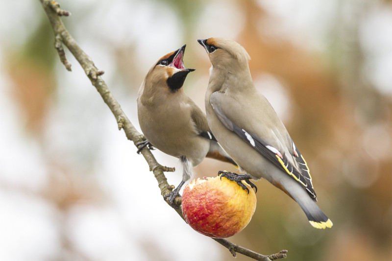 Bohemian Waxwing - Bombycilla garrulus