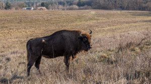 Bölények az Őrségben