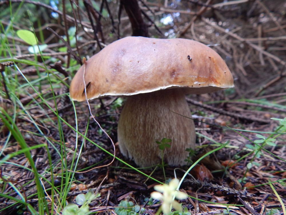 Boletus_edulis_444