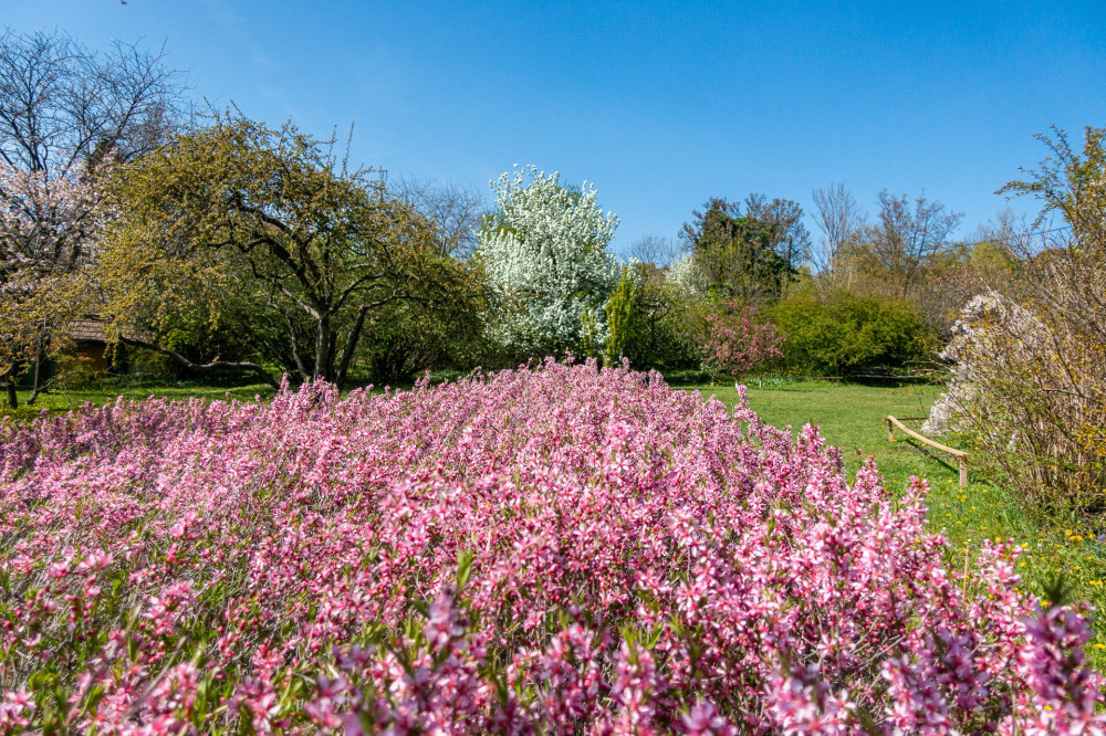 budaiArboretum (1)