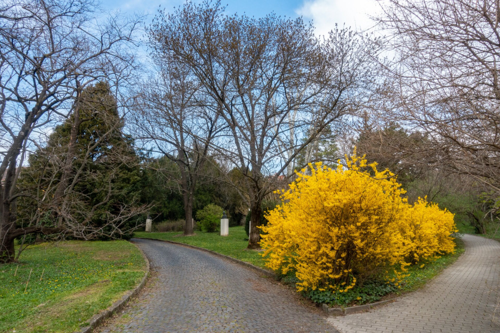 BudaiArboretum (4)