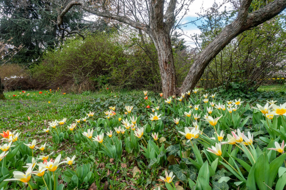 BudaiArboretum5