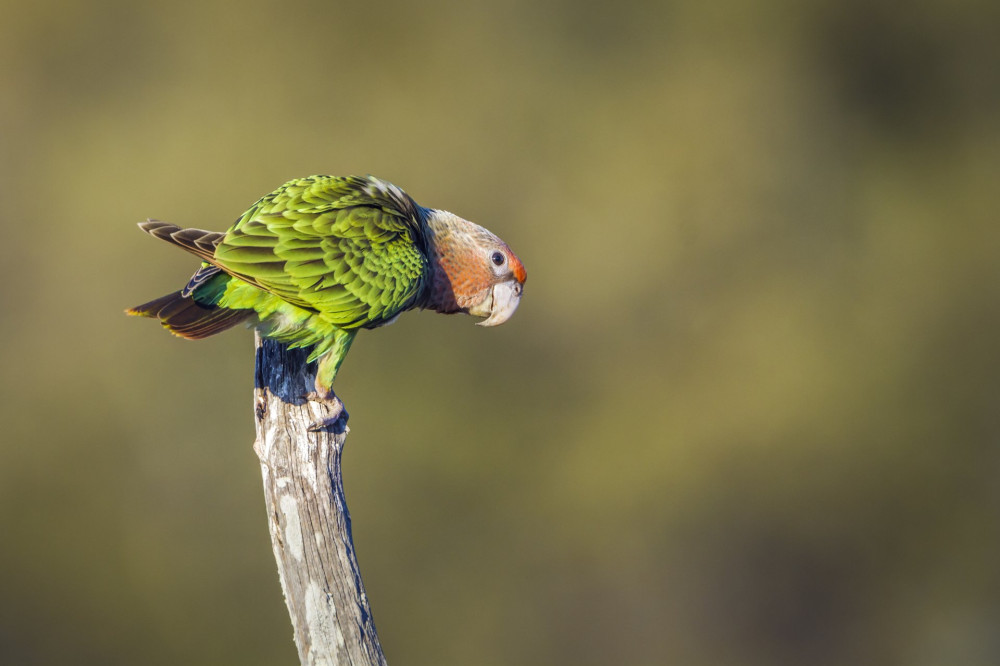 Cape Parrot in Kruger National park, South Africa ; Specie Poicephalus robustus family of Psittacidae