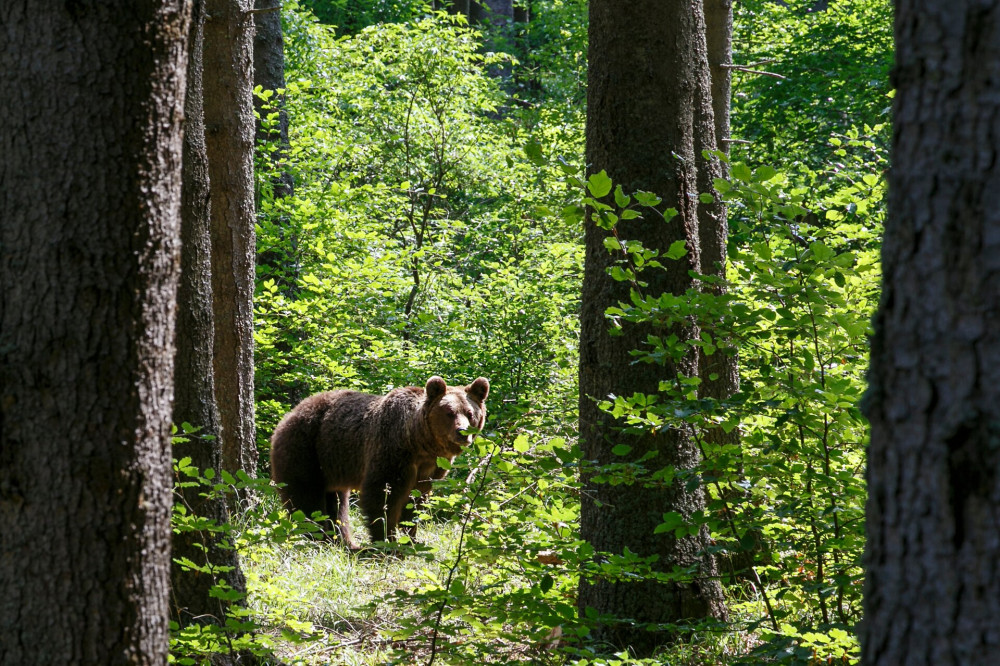 Carpathian brown bear in a forest meadow