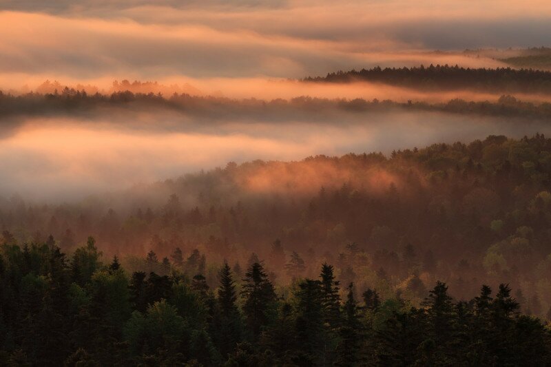 Carpathian forest @ Greenpeace