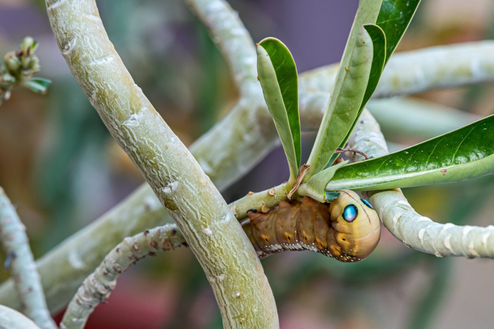 Caterpillar of the Daphnis nerii 