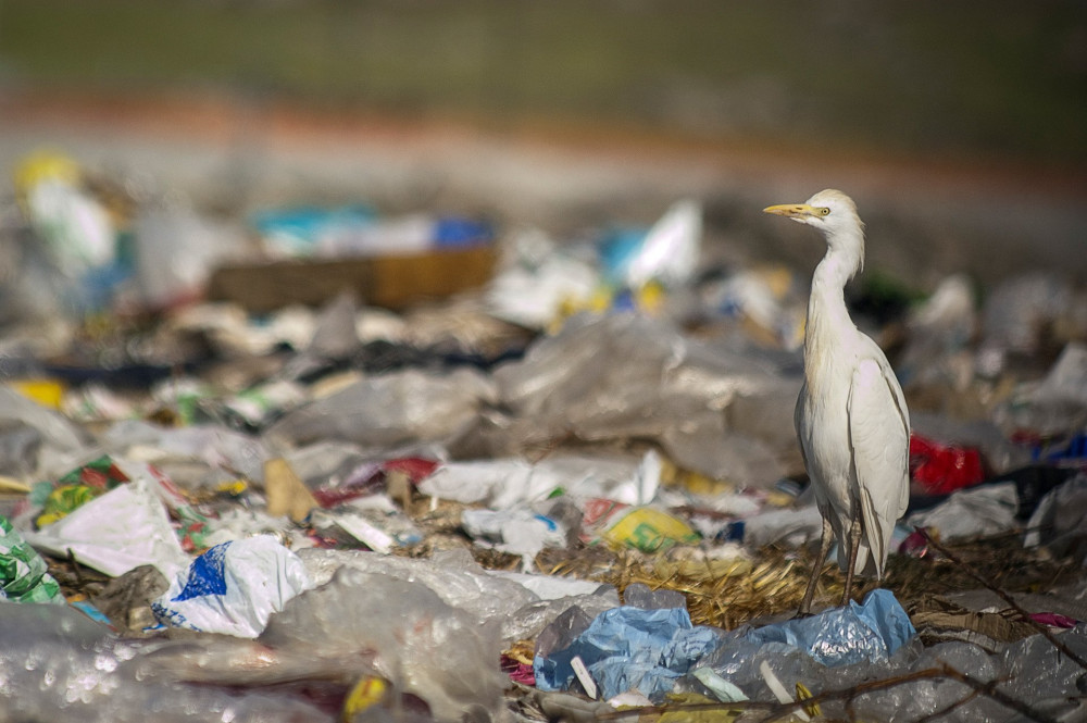 Cattle Egret (Bubulcus ibis) looking for food in the trash