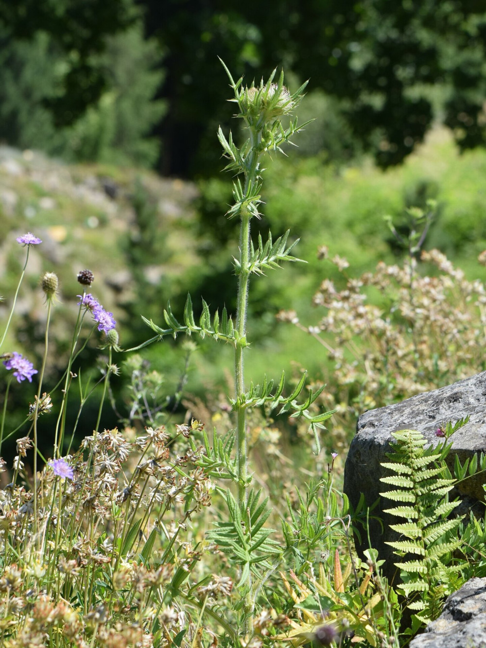 Cirsium_furiens_kz02