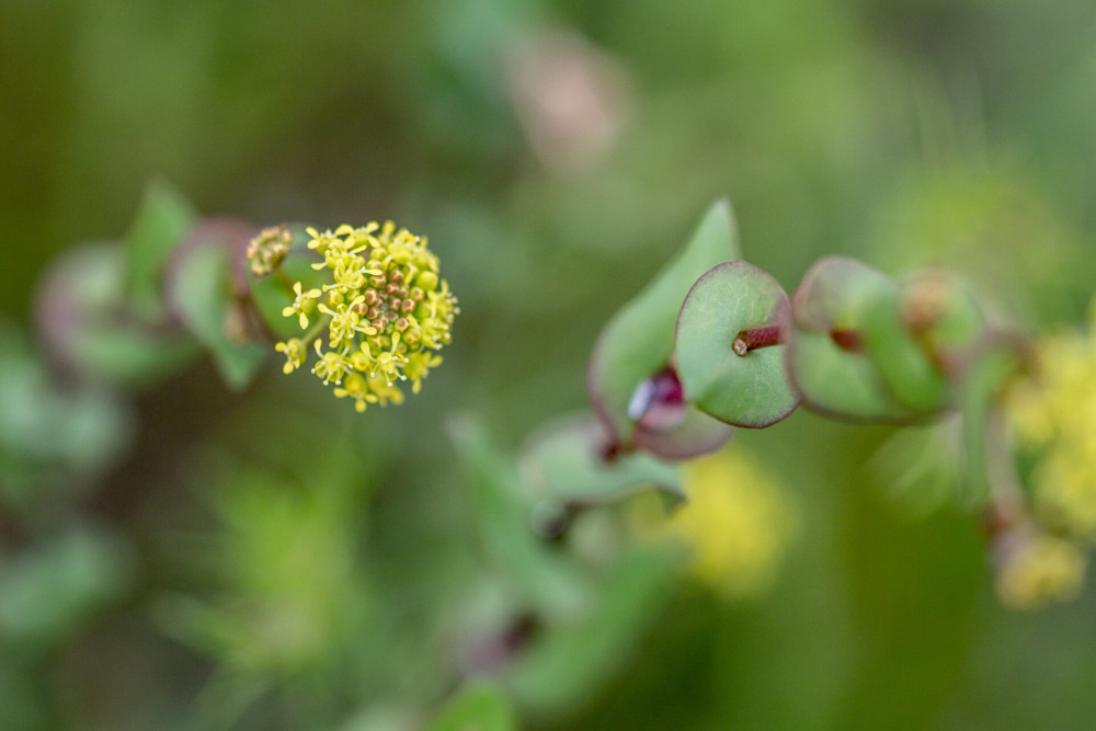 Close up of flowers and leaves macro Lepidium perfoliatum