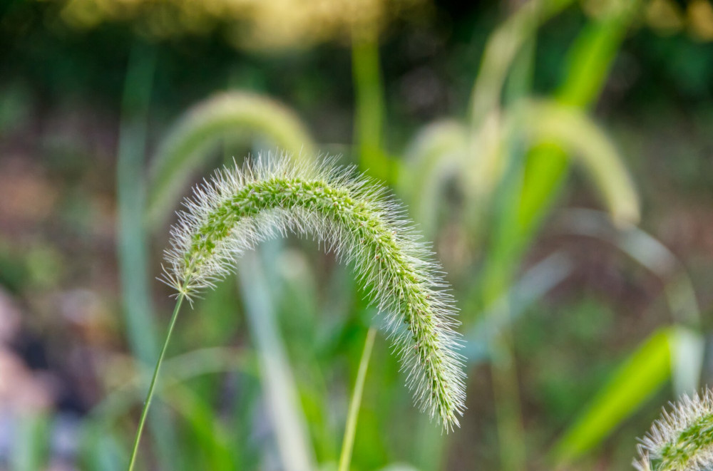 Closeup of a green foxtail in a field under the sunlight