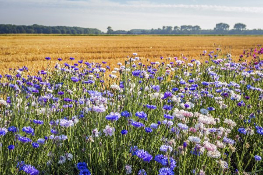 Colorful field margin on the edge of a newly harvested wheat field. In the Netherlands, field margins are subsidized by the government to promote biodiversity. The photo was taken in North Brabant.