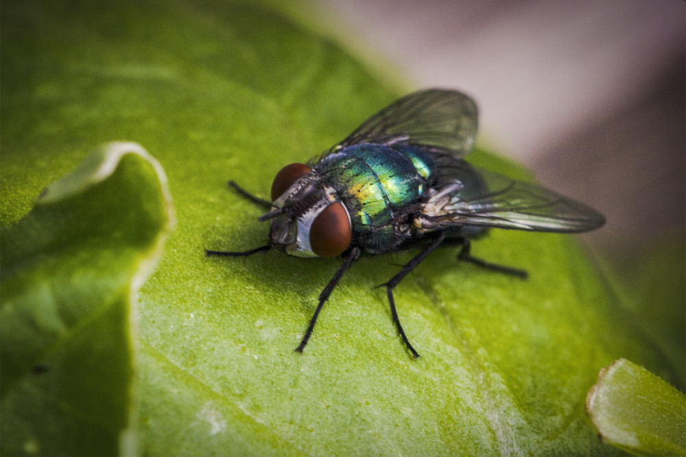 common greenbottle fly (Lucilia sericata)