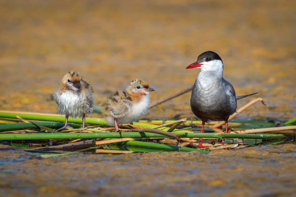 common tern (sterna hirundo) on the nest