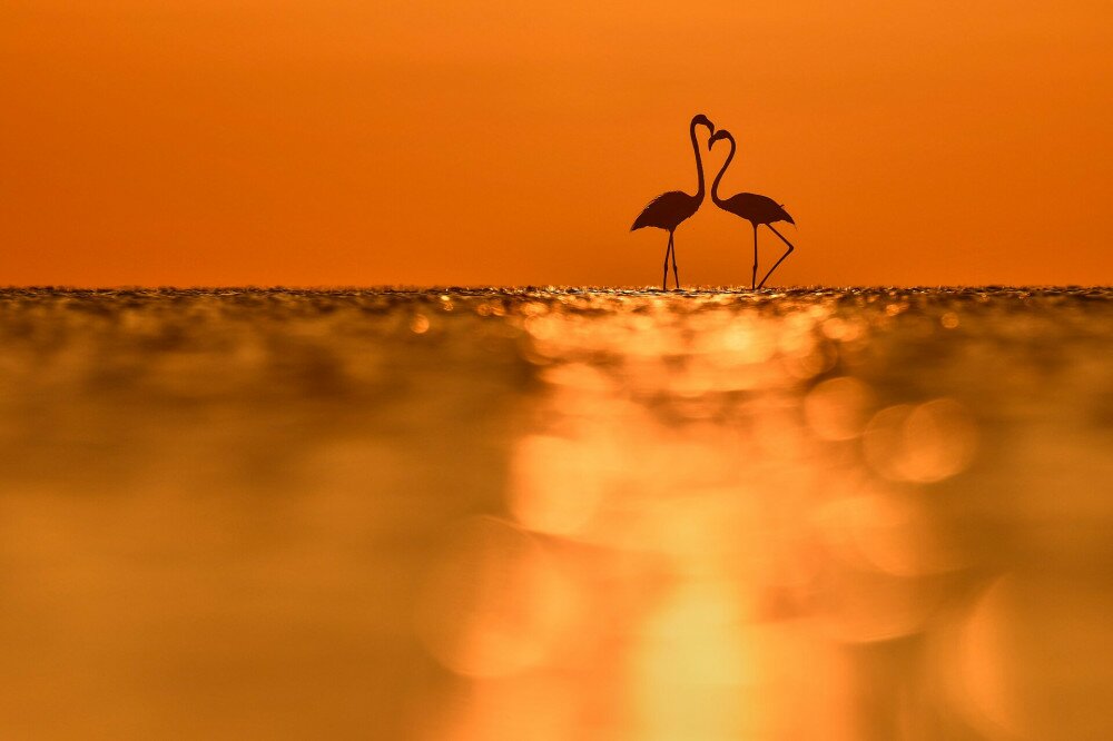 Connection-Kercz-Tibor-Love in orange