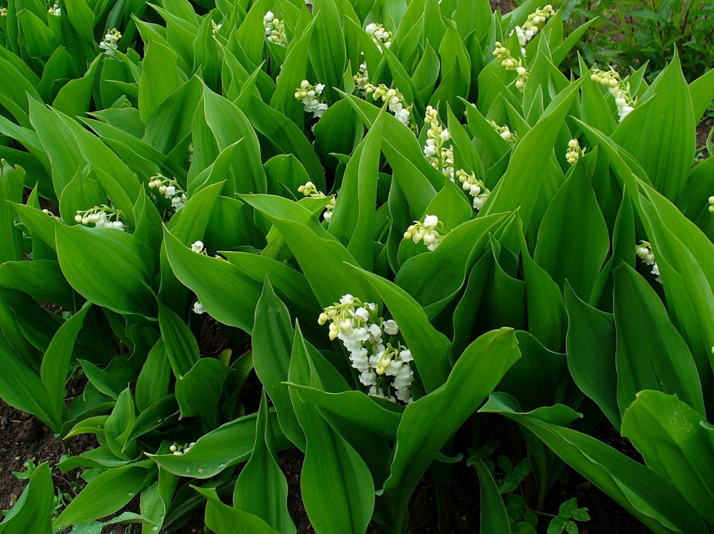 Convallaria_majalis_0001