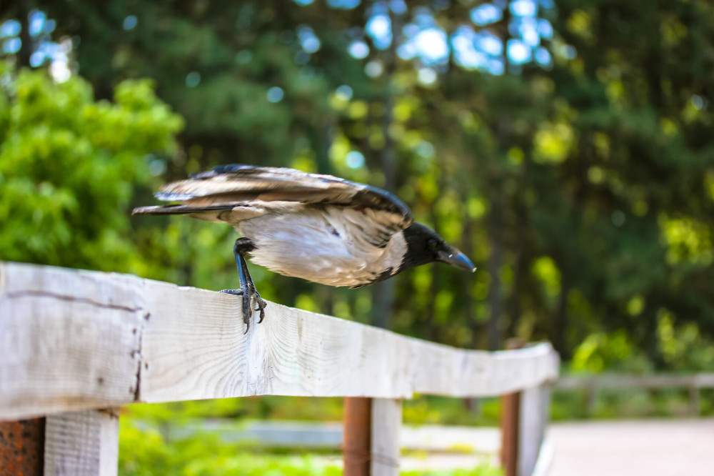 Corvus cornix. A gray raven with wings raised upward on a wooden fence against green foliage trees in summer park, garden, wood is about to fly up. Birds of prey in a wild. Natural blurred background.