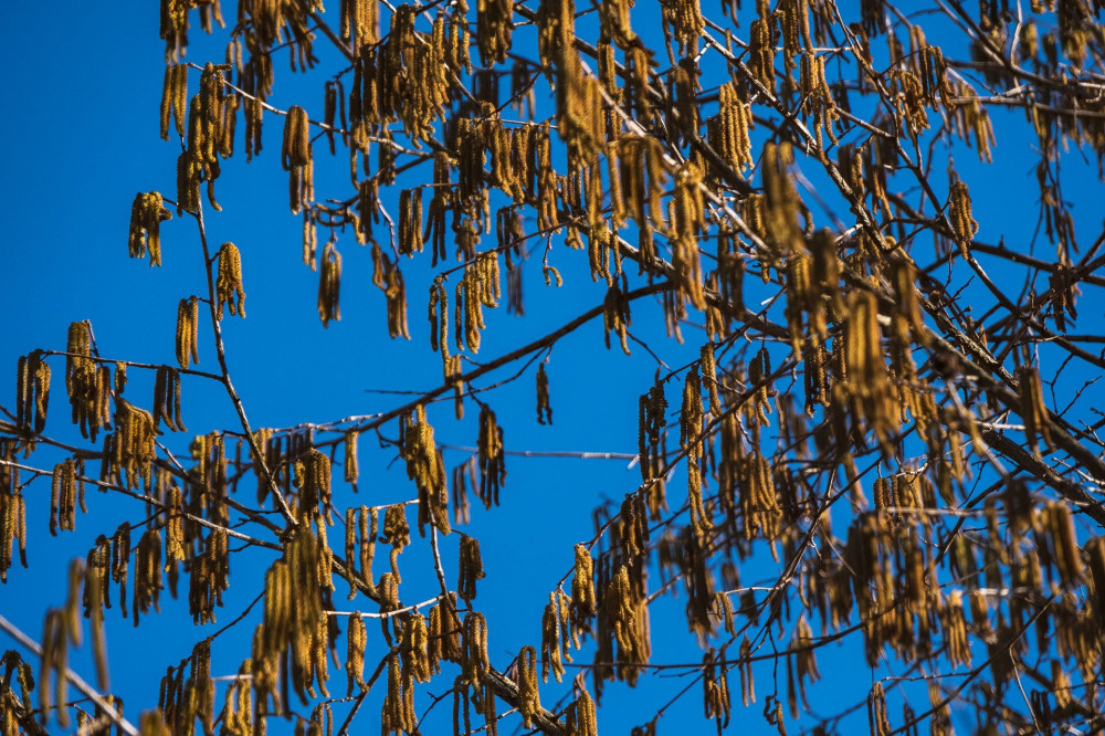 Corylus colurna (törökmogyoró barka hím virágzattal)