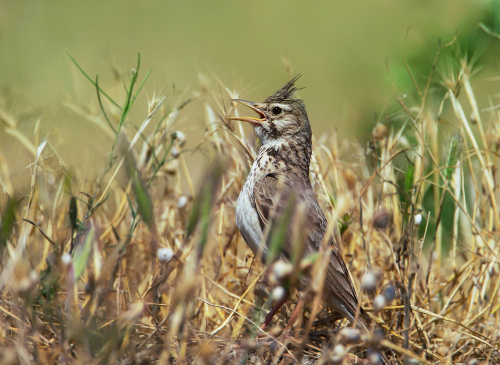 Crested lark (Galerida cristata) calling in the meadow, summer in Bulgaria