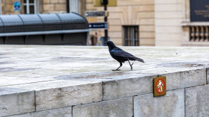 Csikkszedő varjakat vetnek be egy svéd városban