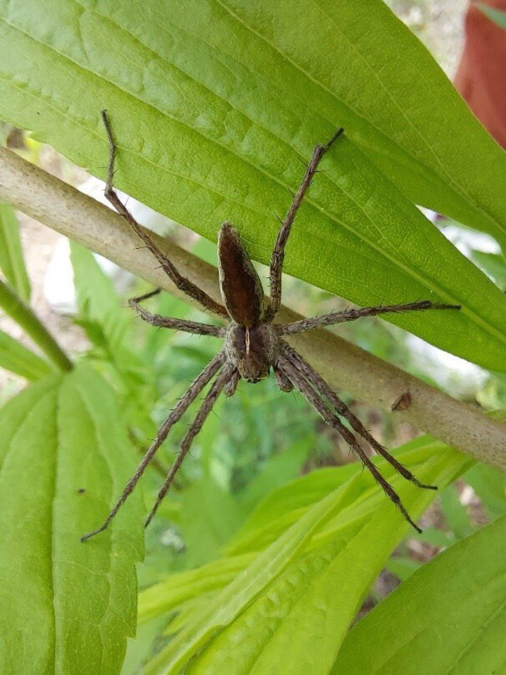 csodáspók (Pisaura mirabilis)