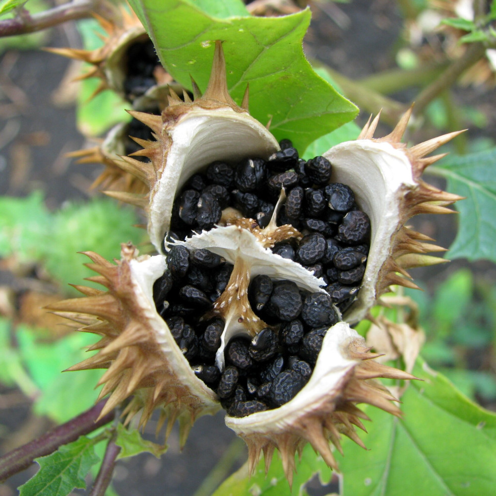 Datura_stramonium_Bieluń_dziędzierzawa_Seed