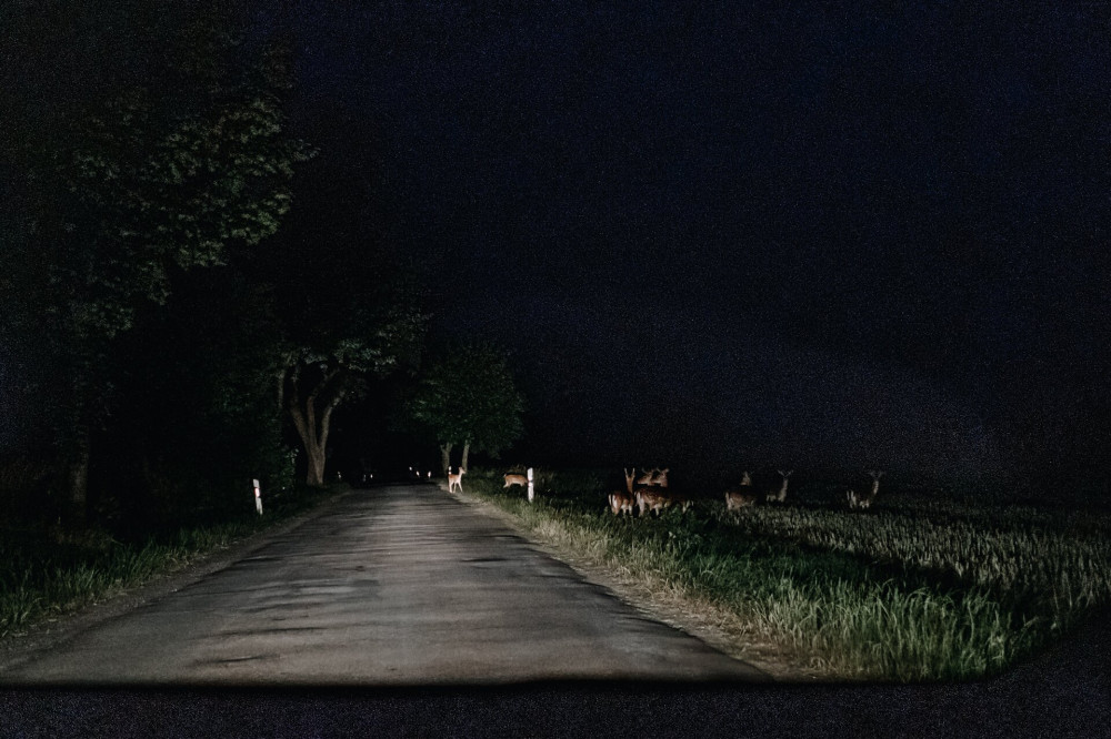 deer photo at night from the car while driving