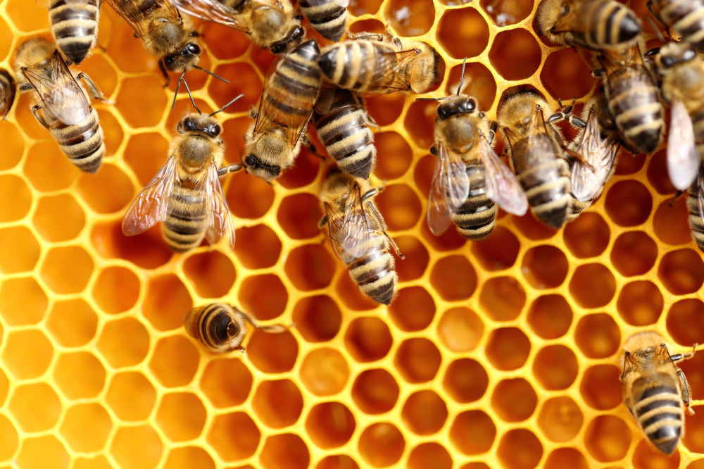 detailed view of working bees in a bee hive