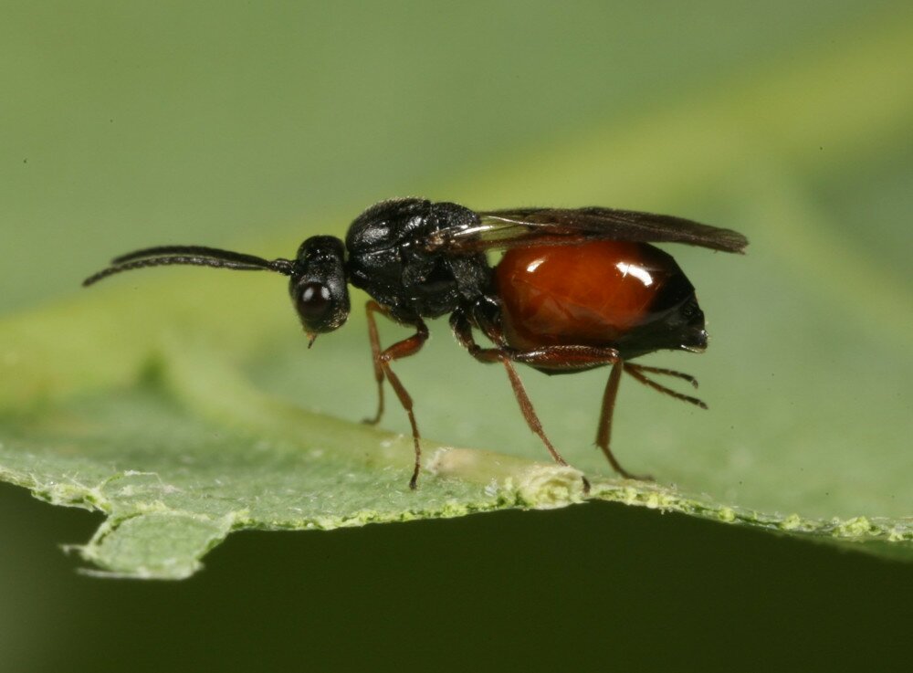 Diplolepis rosae asex female