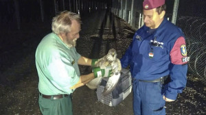 Egerészölyvet mentettek a rendőrök