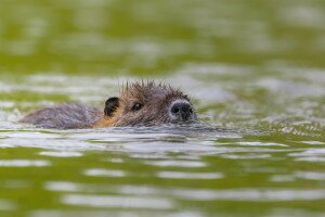 Egyre több a nutria Délnyugat-Magyarországon