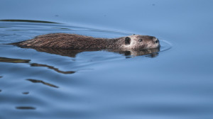 Egyre több a nutria Magyarországon