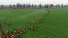 Elképesztő videó a Baranyában vágtázó szarvasokról