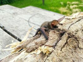 Elkezdődött a denevérek „beköltözése” – Nincs miért félni tőlük!