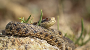 Előbújt napozni az idei első rákosi vipera