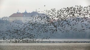 Elvarázsoltak a tatai vadludak