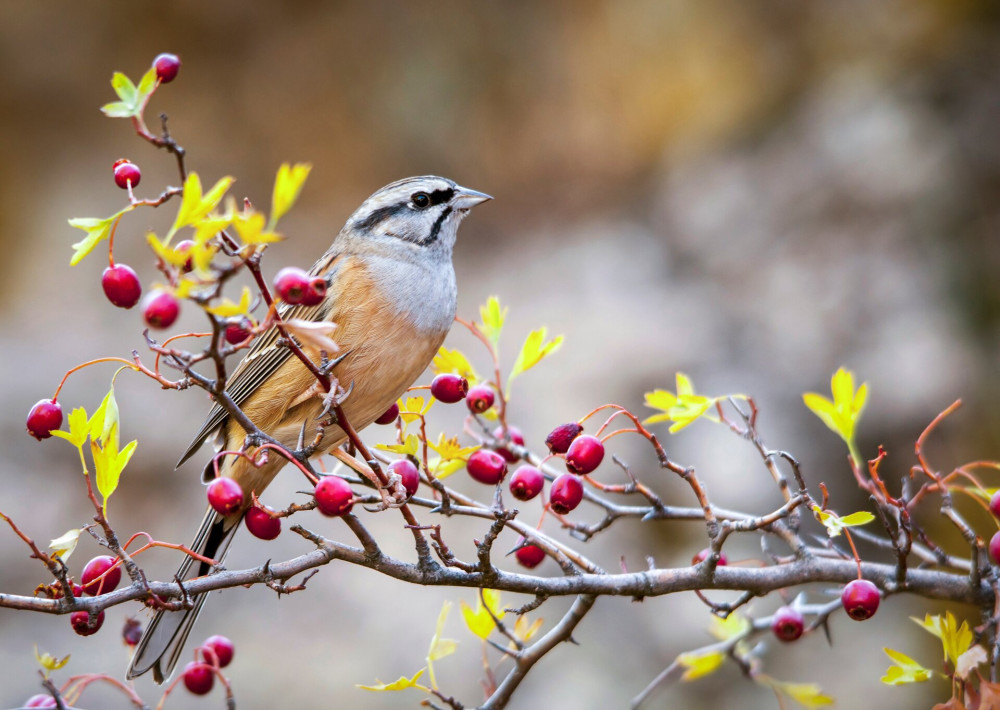 Emberiza cia - The mountain bunting is a species of passerine bird of the scribal family.