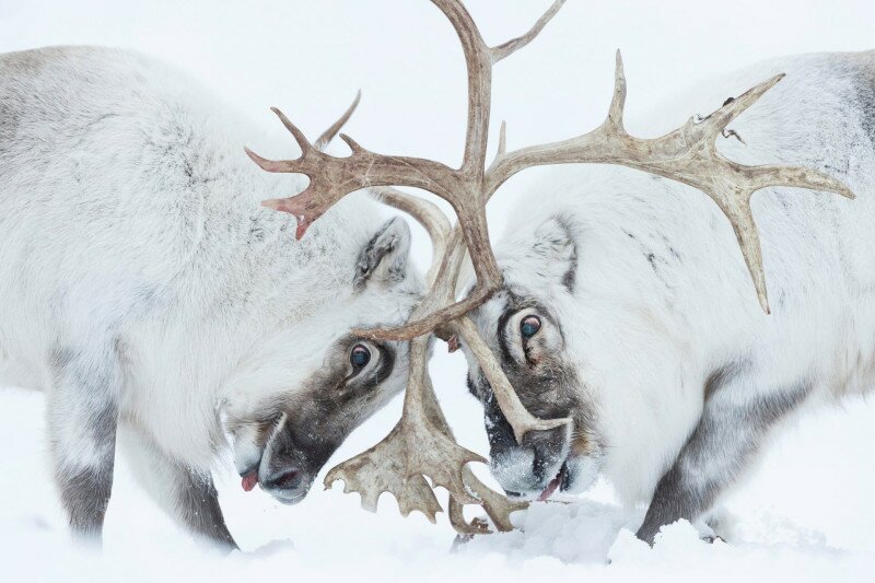 Emlosok viselkedese WINNER Head to head, by Stefano Unterthiner, Italy