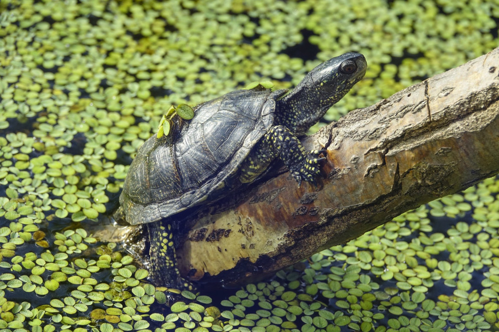 Emys orbicularis - European pond turtle