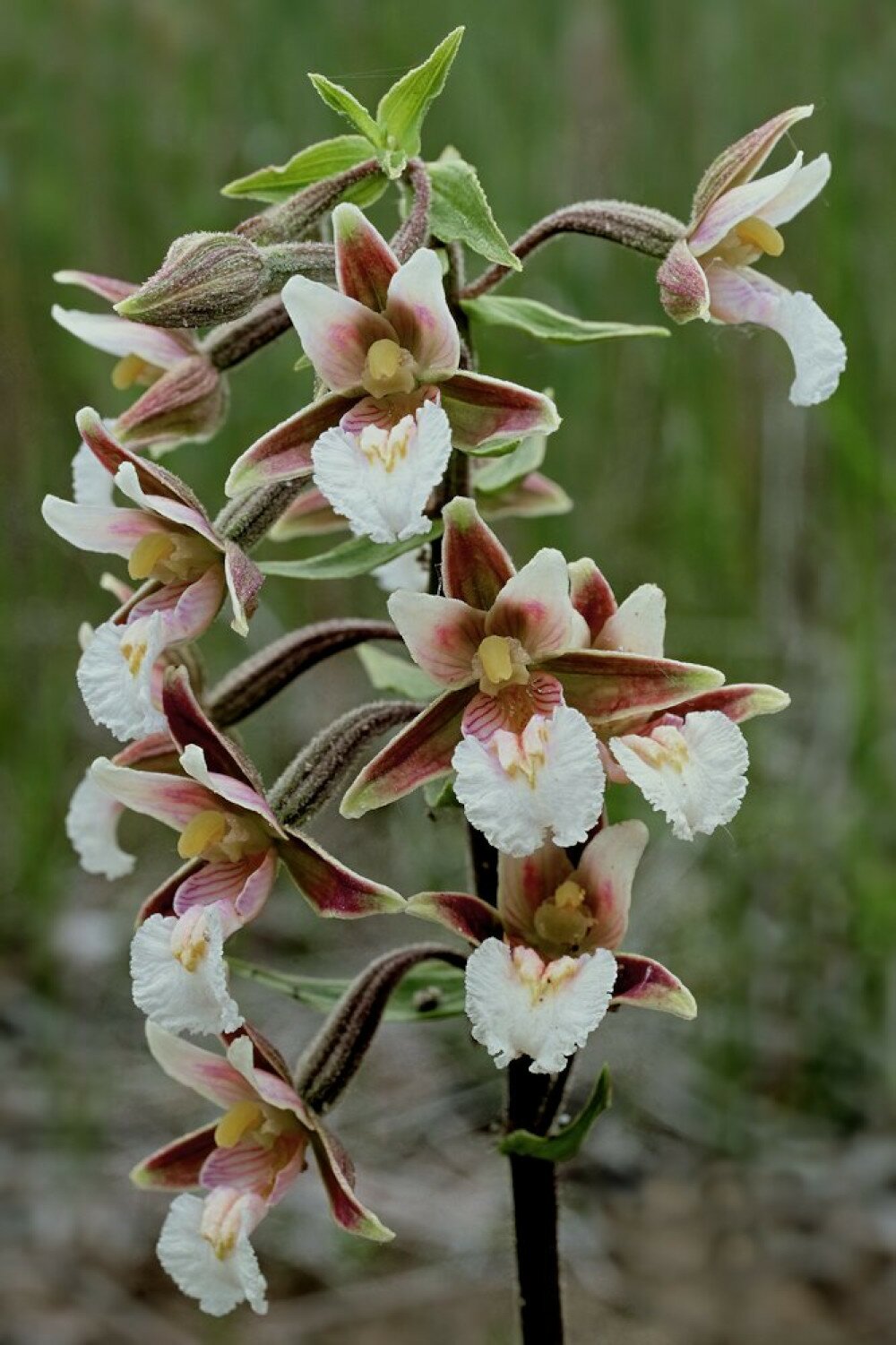 Epipactis palustris