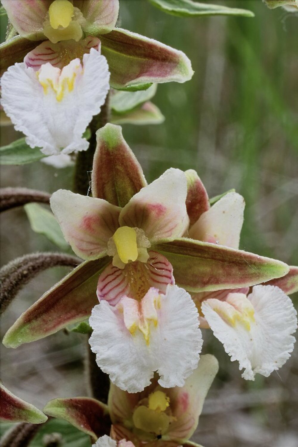 Epipactis palustris