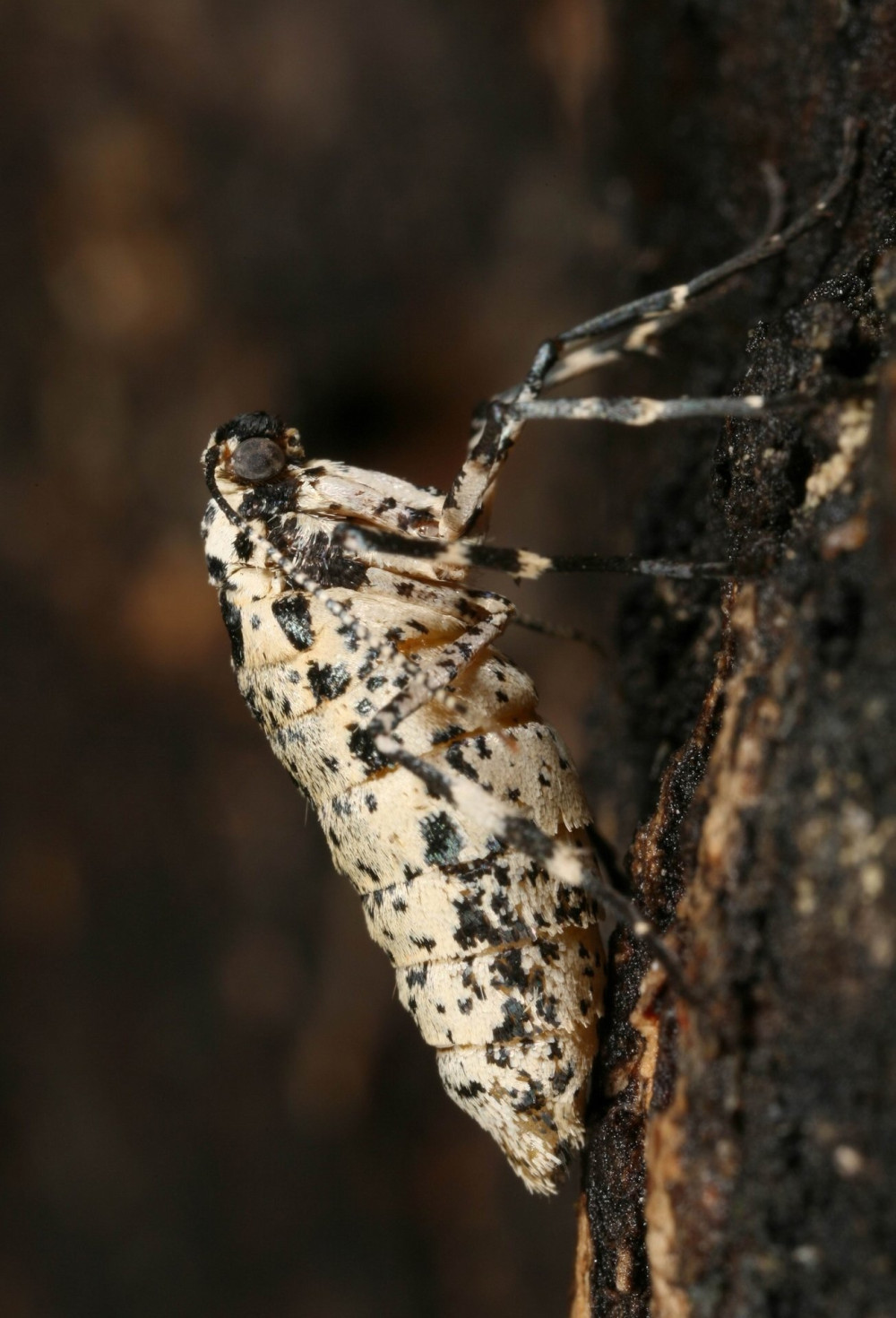 Erannis defoliaria